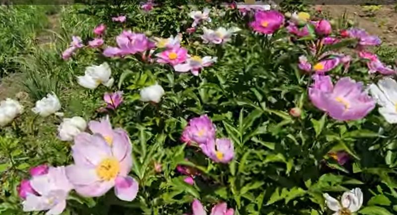 장터 상품 [토종작약6년생] 썸네일