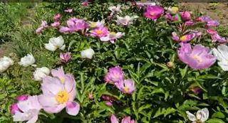 천지인야생화님의 작성글 사진