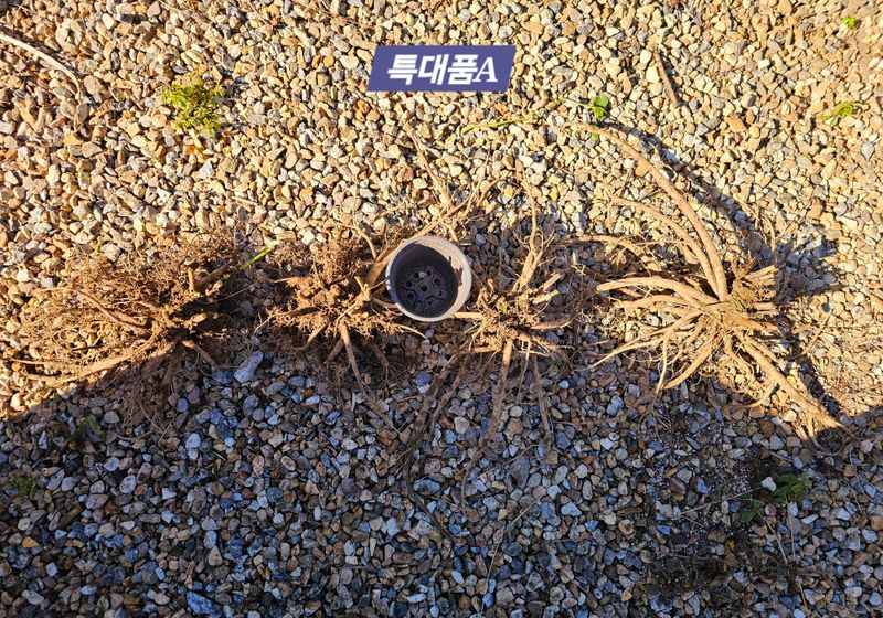 천지인야생화님의 장터 판매 상품 [토종작약6년생] 첨부 사진