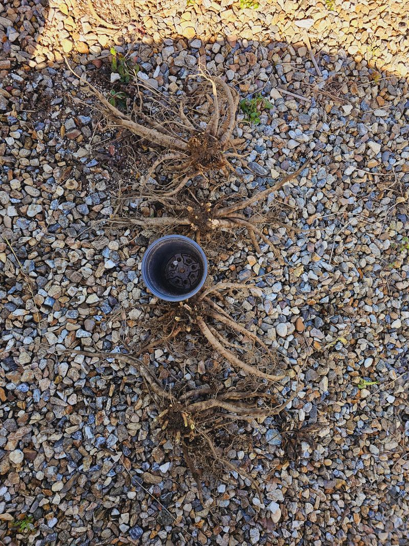 천지인야생화님의 장터 판매 상품 [토종작약6년생] 첨부 사진