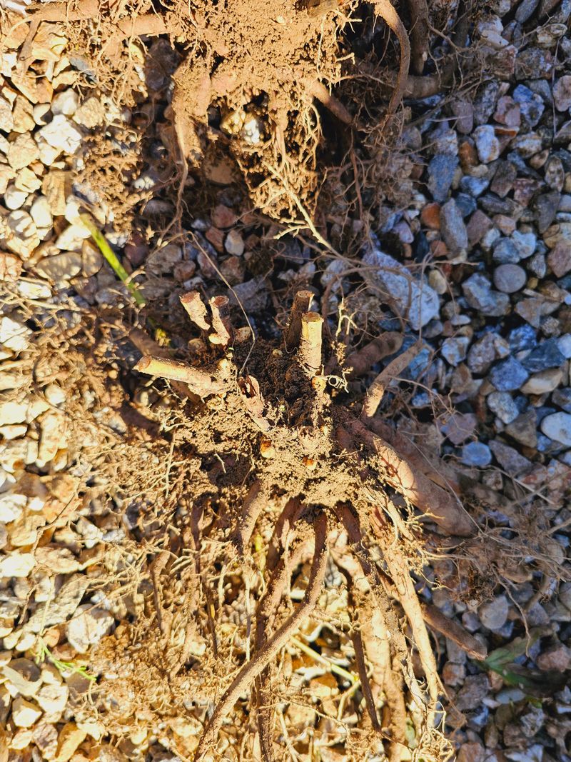 천지인야생화님의 장터 판매 상품 [토종작약6년생] 첨부 사진