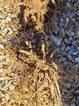 천지인야생화님의 작성글 사진