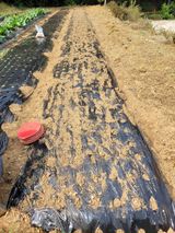 팜모닝 마늘·영농일지 게시글 이미지