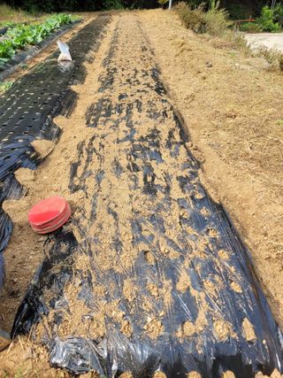 뚜비맘님의 마늘 · 영농일지 작성글 사진