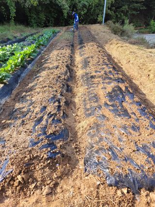 뚜비맘님의 마늘 · 영농일지 작성글 사진