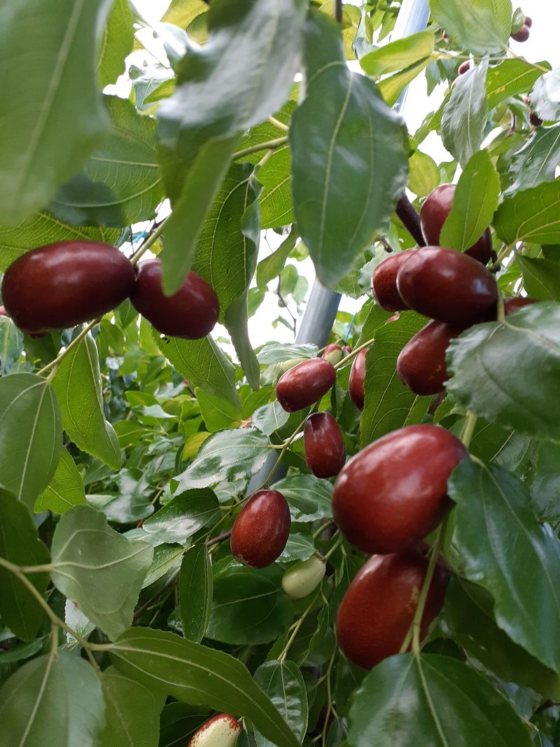 아로대추님의 장터 판매 상품 [달고 아삭한 맛있는 생대추 판매합니다(판매완료)] 첨부 사진