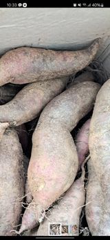 팜모닝 고구마·병해충상담 게시글 이미지