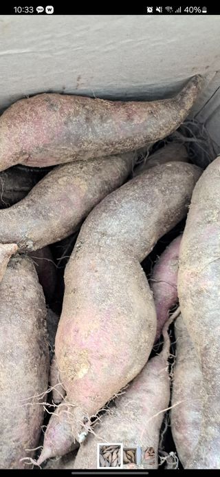 고굼미님의 고구마 · 병해충상담 작성글 사진