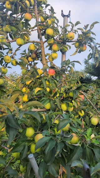 실버농부님의 작성글 사진