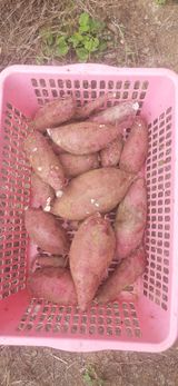 팜모닝 고구마·영농일지 게시글 이미지