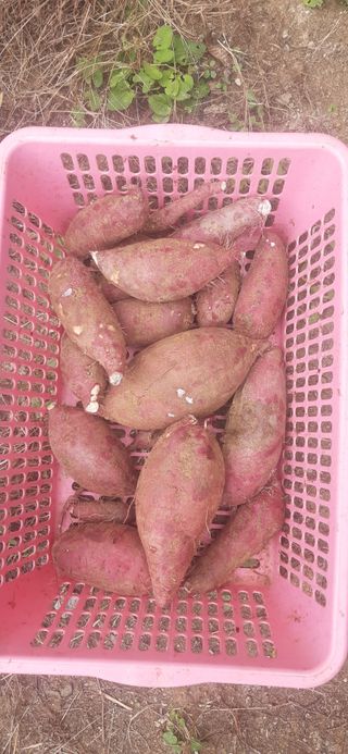 양승숙 (承光)님의 고구마 · 영농일지 작성글 사진