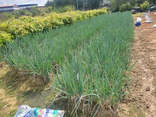 헐크님의 파 · 영농일지 작성글 사진