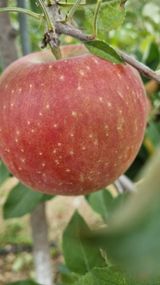 팜모닝 사과·영농일지 게시글 이미지