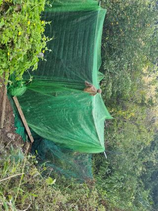 별빛을쫒는자님의 버섯 · 영농일지 작성글 사진