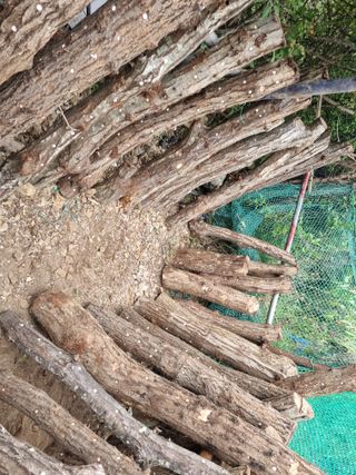 별빛을쫒는자님의 버섯 · 영농일지 작성글 사진