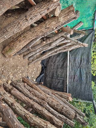 별빛을쫒는자님의 버섯 · 영농일지 작성글 사진