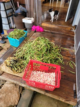 김선옥님의 콩 · 영농일지 작성글 사진