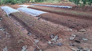 이규상님의 배추 · 영농일지 작성글 사진