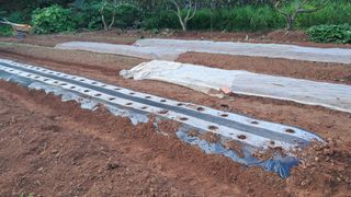 이규상님의 배추 · 영농일지 작성글 사진