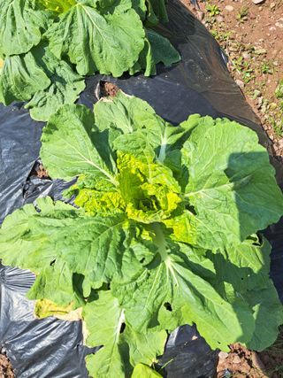 정자형님의 배추 · 영농일지 작성글 사진