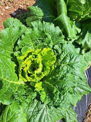 정자형님의 배추 · 영농일지 작성글 사진