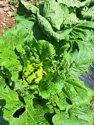 정자형님의 배추 · 영농일지 작성글 사진