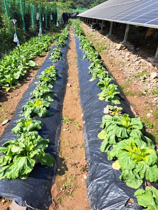 정자형님의 배추 · 영농일지 작성글 사진