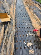 팜모닝 마늘·영농일지 게시글 이미지