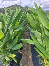 팜모닝 기타작물·영농일지 게시글 이미지