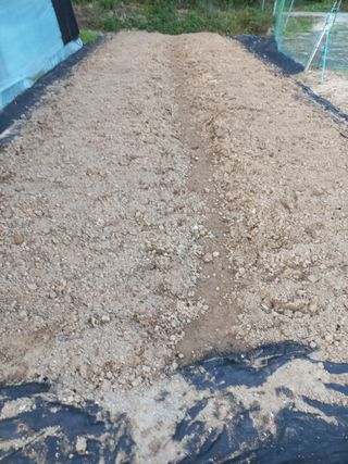 손종철님의 마늘 · 영농일지 작성글 사진