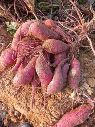 햇살님의 고구마 · 영농일지 작성글 사진