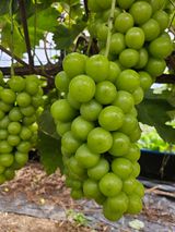 팜모닝 [팜춘문예] 짧은 시 쓰기| 2024·참여글 게시글 이미지