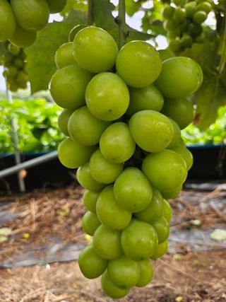 김덕조님의 [팜춘문예] 짧은 시 쓰기| 2024 · 참여글 작성글 사진