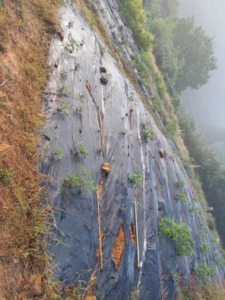 김민수산에서농사중님의 감자 · 영농일지 작성글 사진
