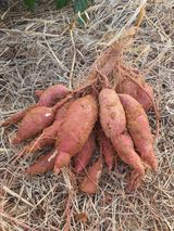 팜모닝 자유주제·자유게시판 게시글 이미지