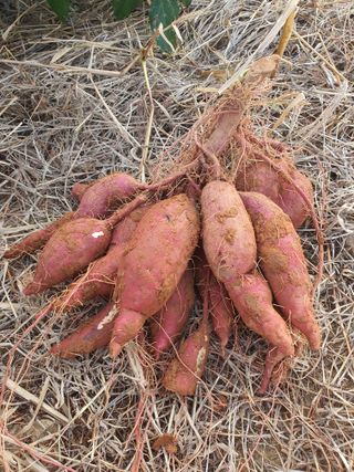 태안남면농부님의 자유주제 · 자유게시판 작성글 사진