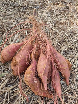 태안남면농부님의 자유주제 · 자유게시판 작성글 사진