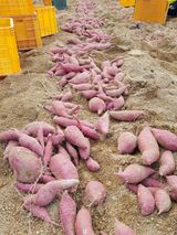 팜모닝 호박·영농일지 게시글 이미지