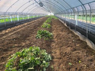 머위농장님의 기타작물 · 영농일지 작성글 사진