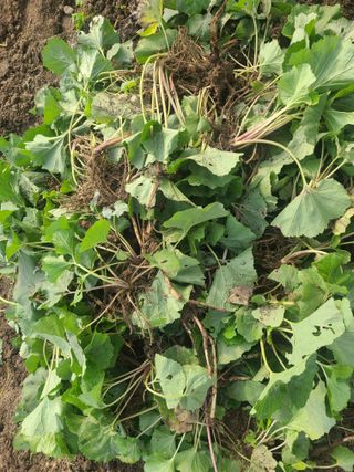 머위농장님의 기타작물 · 영농일지 작성글 사진