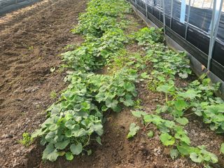 머위농장님의 기타작물 · 영농일지 작성글 사진