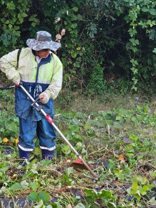 대파7701님의 고구마 · 영농일지 작성글 사진