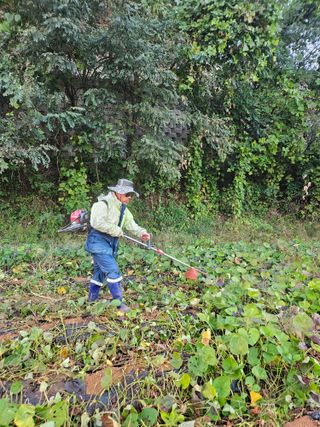 대파7701님의 고구마 · 영농일지 작성글 사진