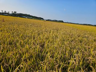 경원ljb3357님의 벼 · 영농일지 작성글 사진