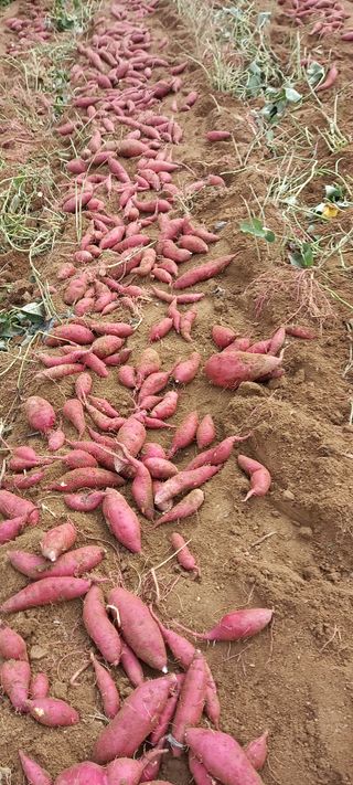 강성분님의 고구마 · 영농일지 작성글 사진