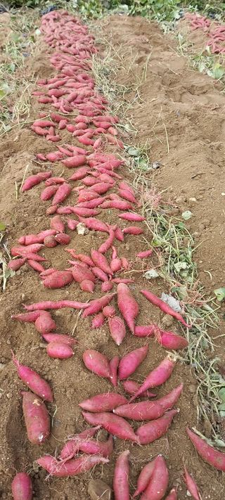 강성분님의 고구마 · 영농일지 작성글 사진