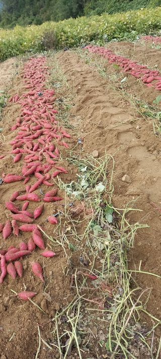 강성분님의 고구마 · 영농일지 작성글 사진