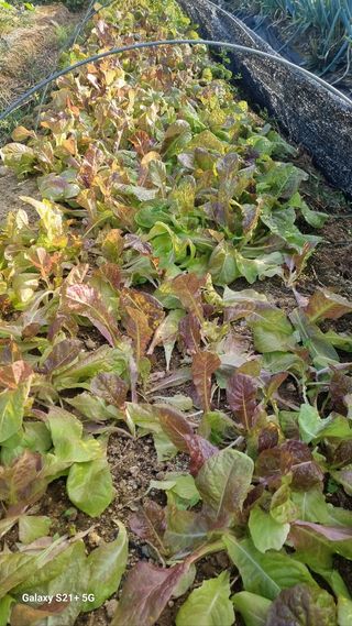 참깨15518님의 상추 · 영농일지 작성글 사진