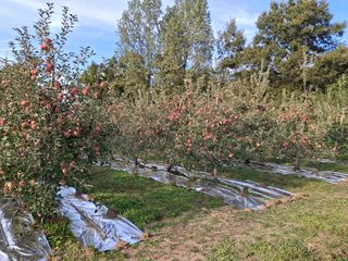 장희봉님의 사과 · 영농일지 작성글 사진