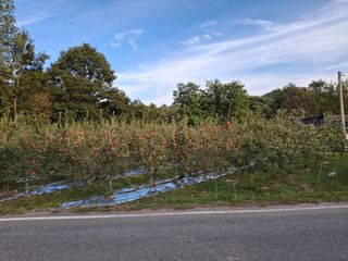 장희봉님의 사과 · 영농일지 작성글 사진